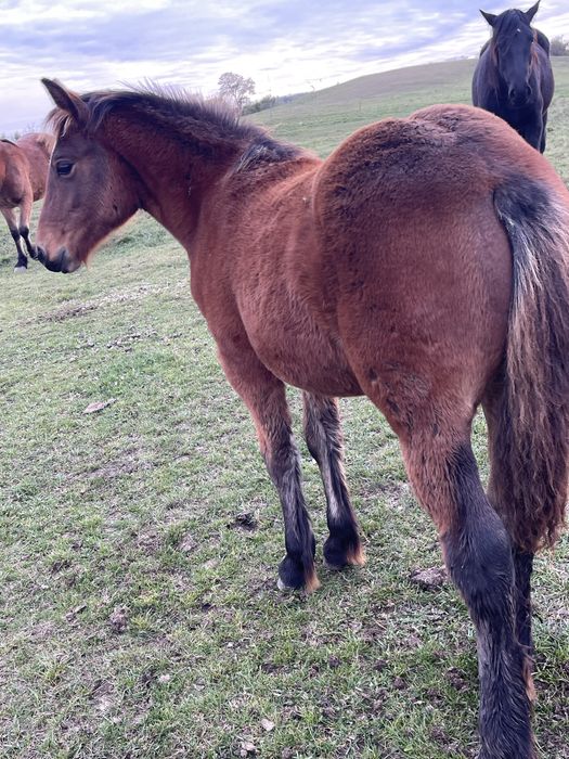 Manza de 4 luni murga