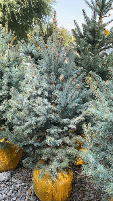 Ель голубая сизая тянь шанская туя смаракта можжвелники сасна крымская