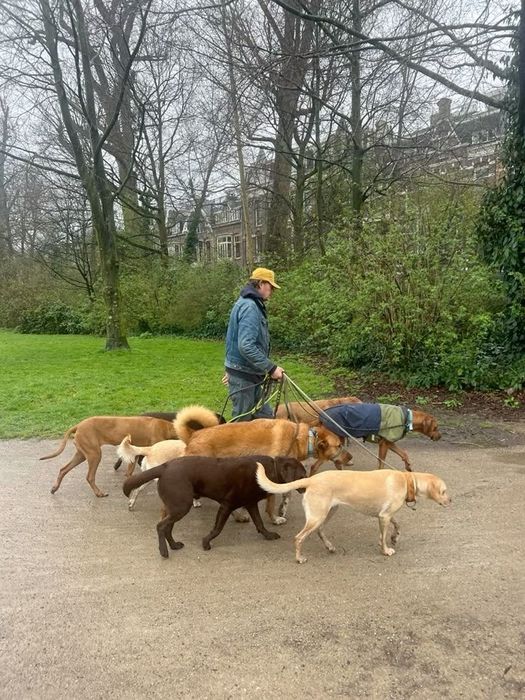 Выгул собак за символическую плату