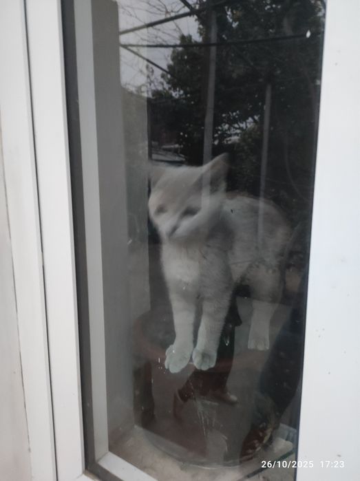 Toza Biritanskiy mushuk