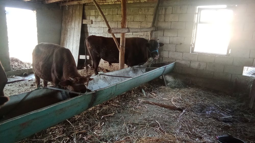 2 yoshli boqishga tayyor hoʻkiz