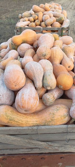 Продавам тиква цигулка