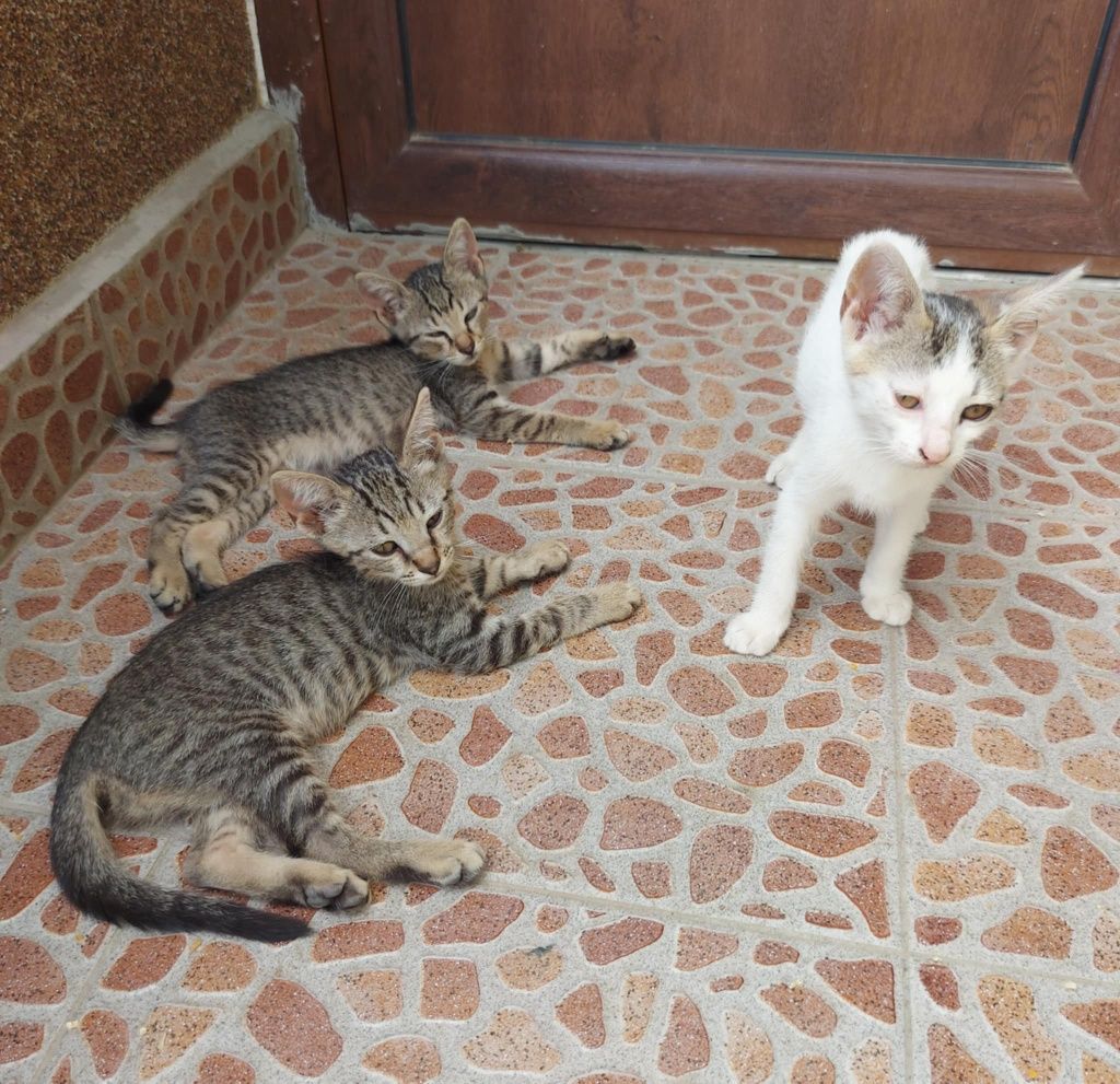 Подаряват се котенца
