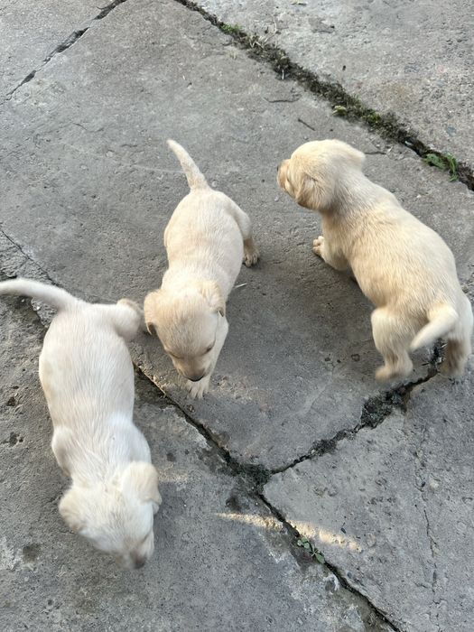 Щенки лобладоры чистокровные