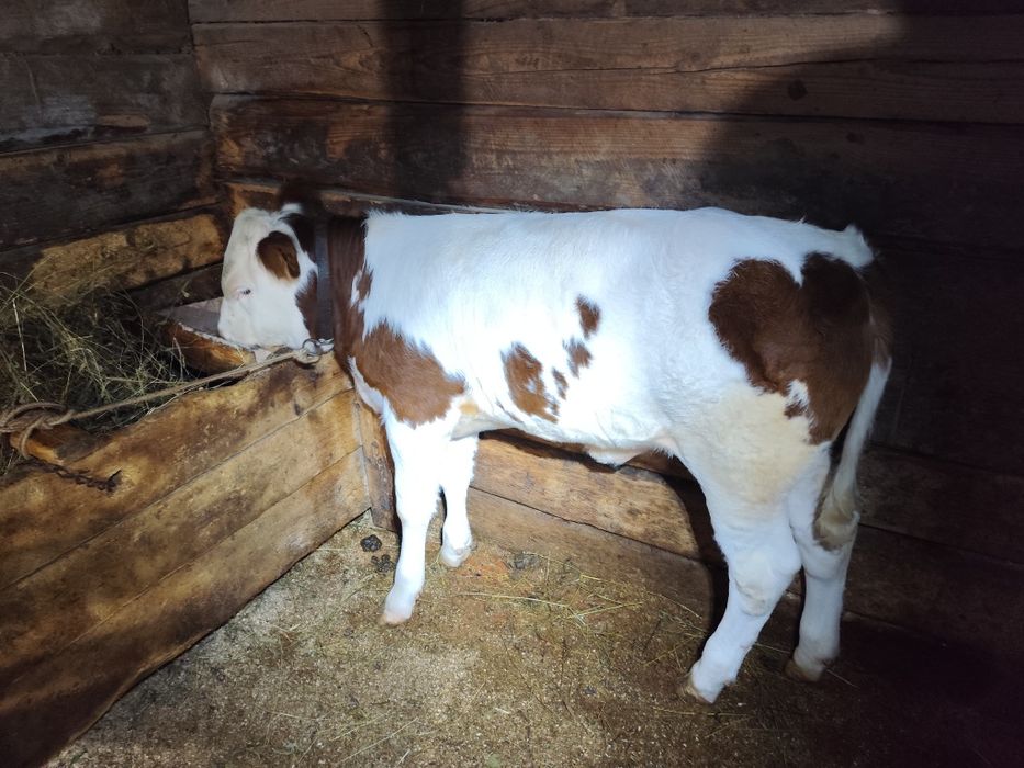 Vacă cu vițea de vânzare