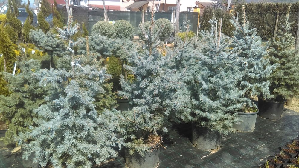 Brad argintiu hopssi