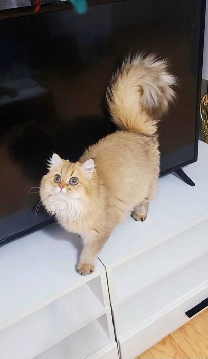 British longhair fetita adorabila  Chocolate Golden pedigree