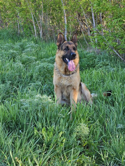 ВЯЗКА ВЯЗКА немецкая овчарка