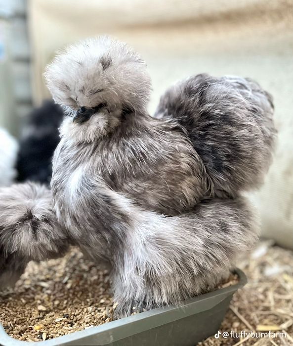 Американский шолк жужалар бор 2 хафталик ва каттарок