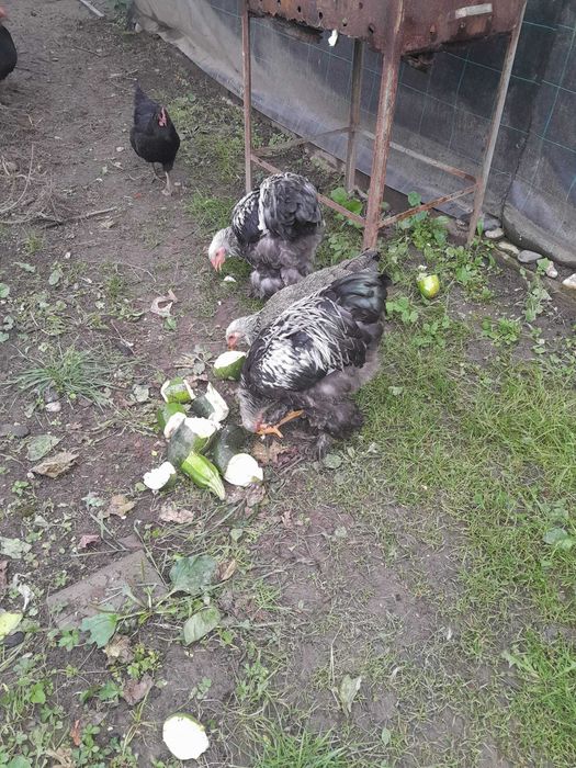 Cocos brahma tineret