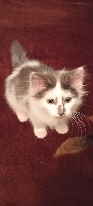 Отдам Котенка в хорошие руки,сатпаев