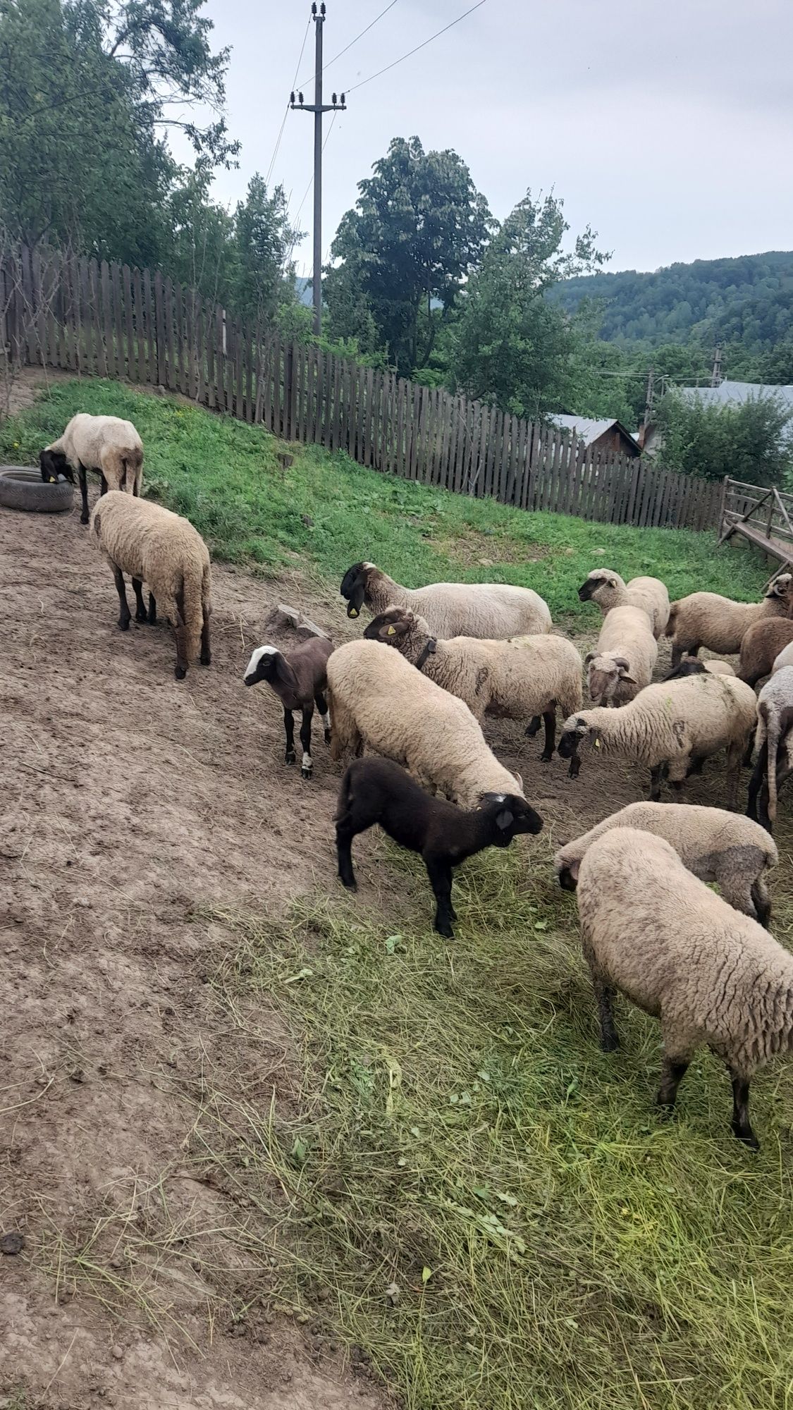 Vind oi carabase sârbești