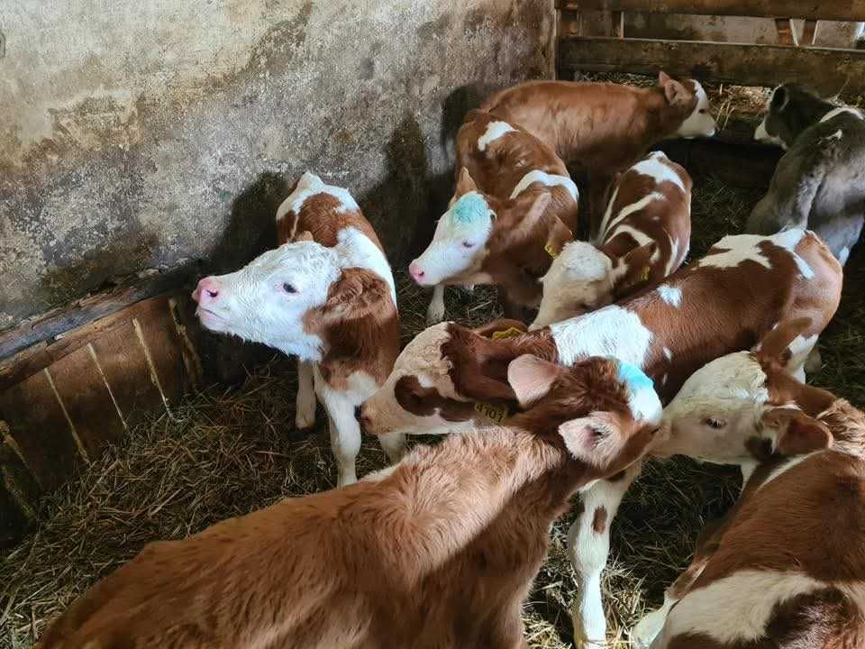 Vând viței si vițele bălțată românească, angus si belgian!