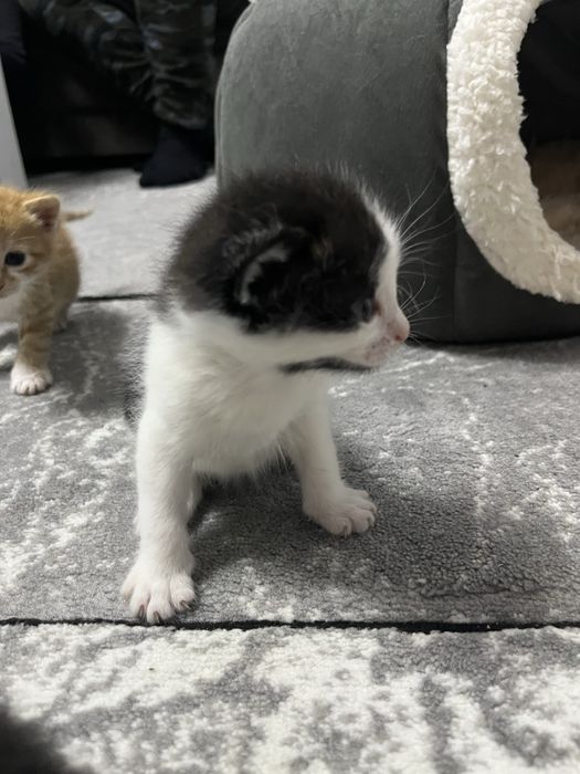 Se dau spre adoptie 2 pui de pisica