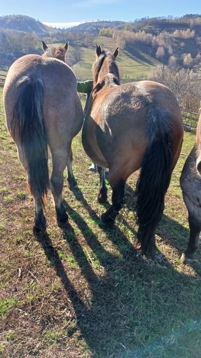 Vând mânză de un an jumate