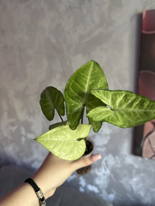 Продам комнатые растения