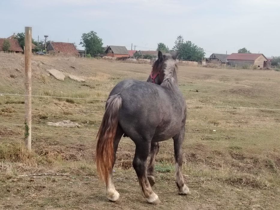Manji 1 an din părinți de rasa