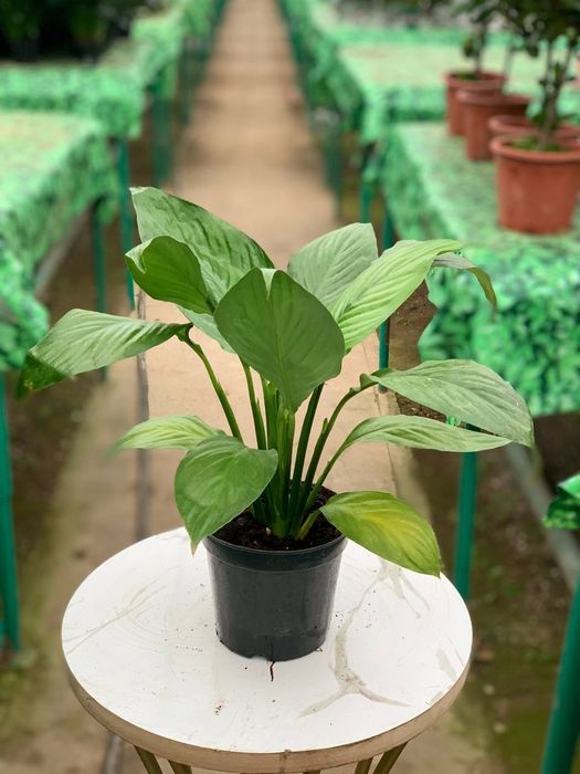 Corona flowers works