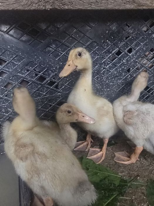 Утки почти месяц  продам по 2500