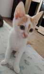 Spre adoptie motanel in varsta de 4 saptamani