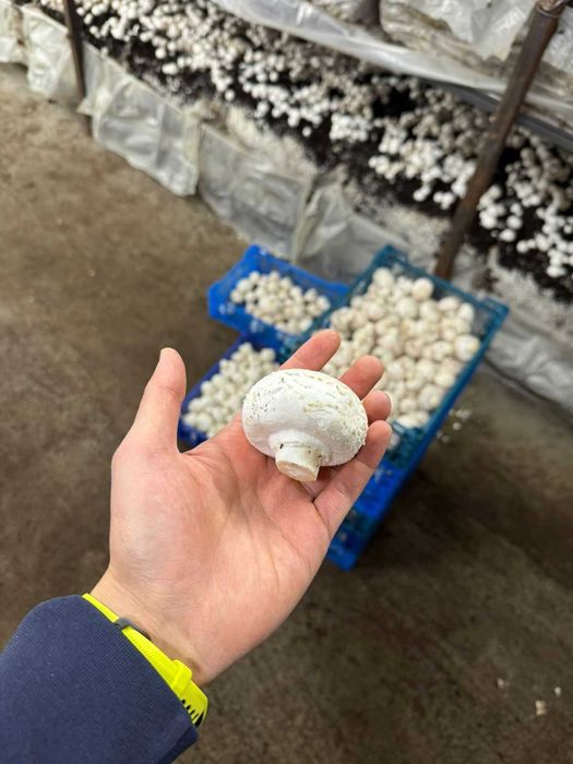 Свежие шампиньоны