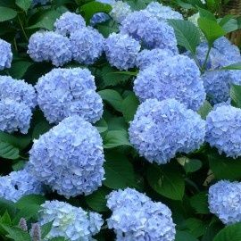 Hortensie pom și tufa de grădină