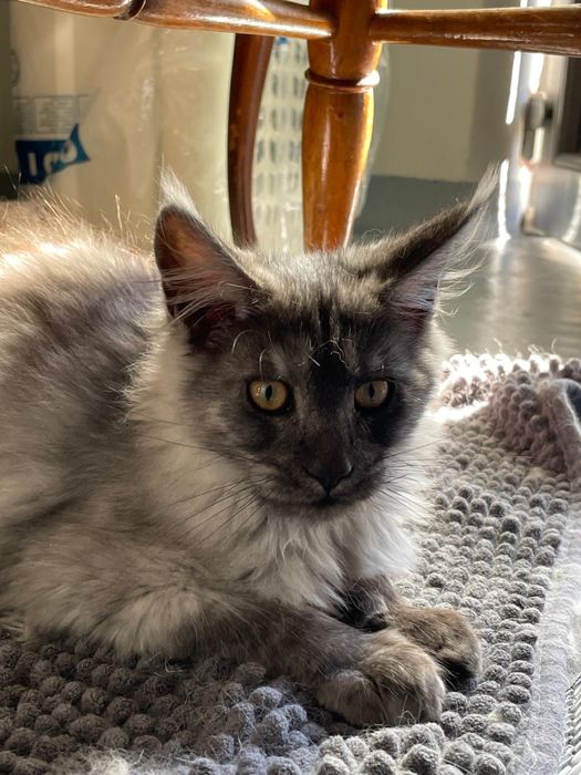 Pui Maine Coon pedigree 4 luni black smoke si pale black