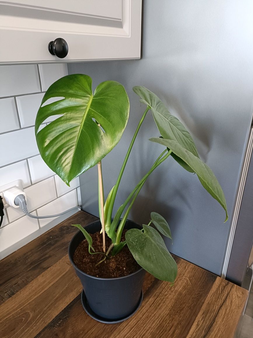 Planta verde Alocasia Monstera 60 cm