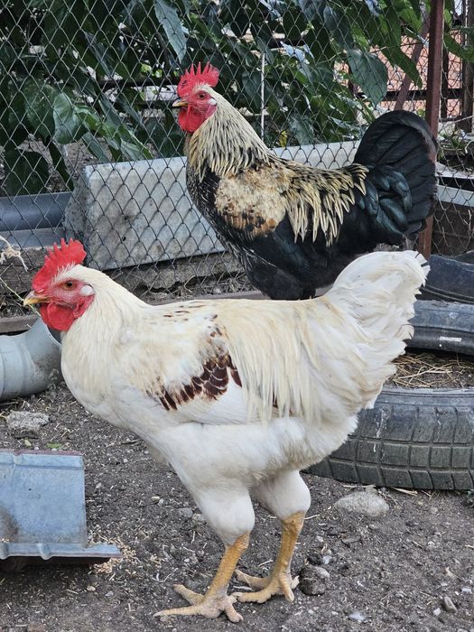 Продавам млади петли
