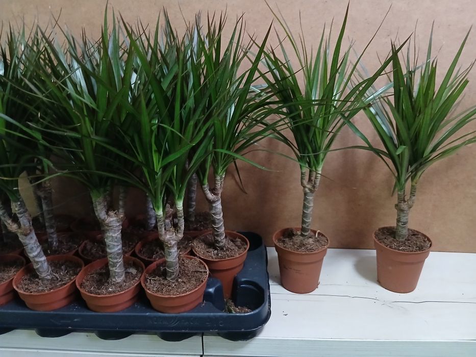 Драцена новое поступление