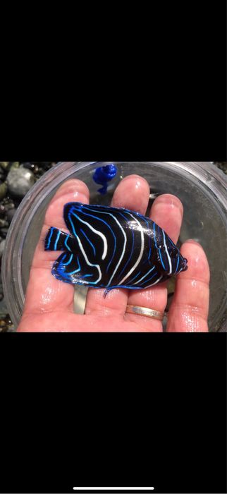 Морские аквариумы , Обслуживание морских аквариумов