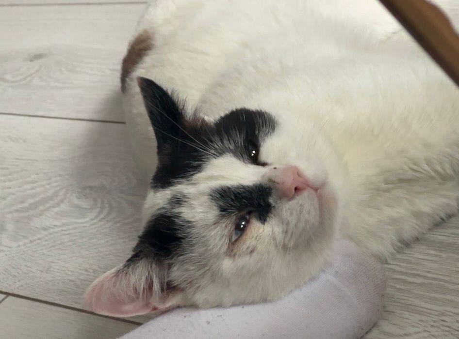 Котик ищет дом и любящих хозяев