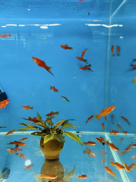 Меченосец сотилади