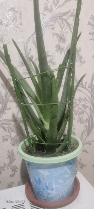 Продам Алоэ Вера