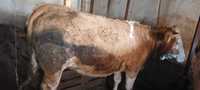 Vaci bălțată românească