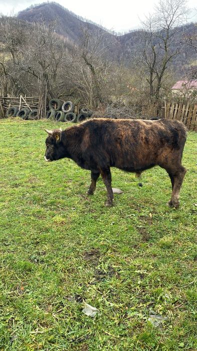 Vand vitel rasa Angus