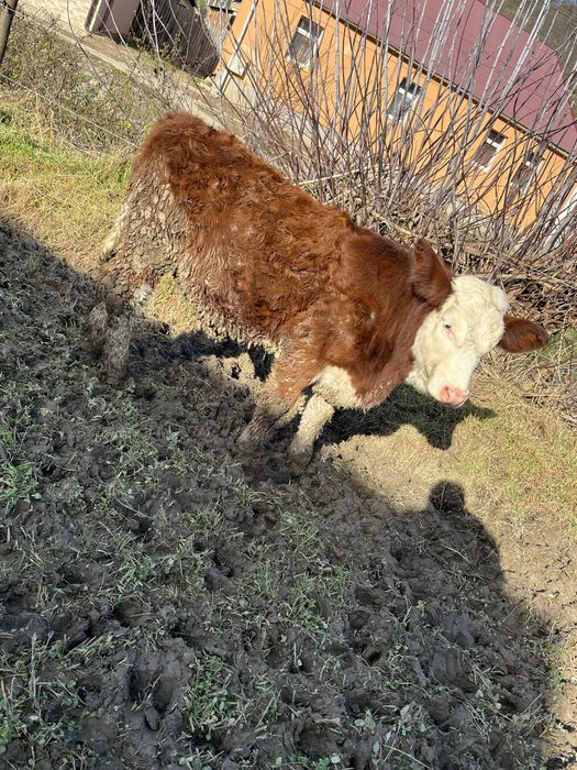 De Vanzare 2 Vitele …