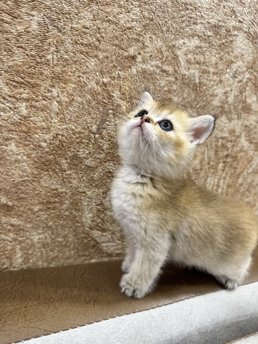 Продаются британские котята