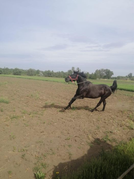 Frizian de vanzare si iapa