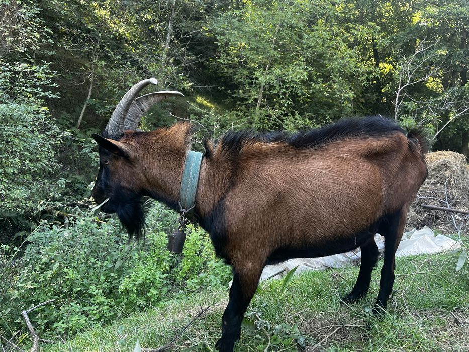 Țap Alpin Francez
