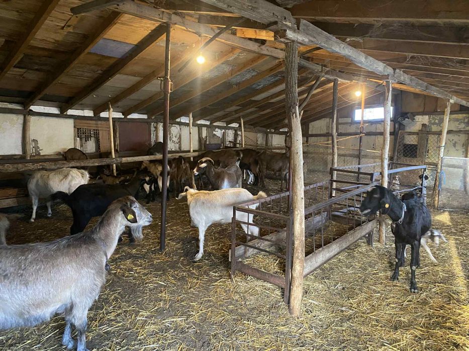 Продават се кози и ярета