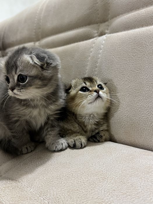 Скоттиш фолд и Золотая шиншилла правильная связка