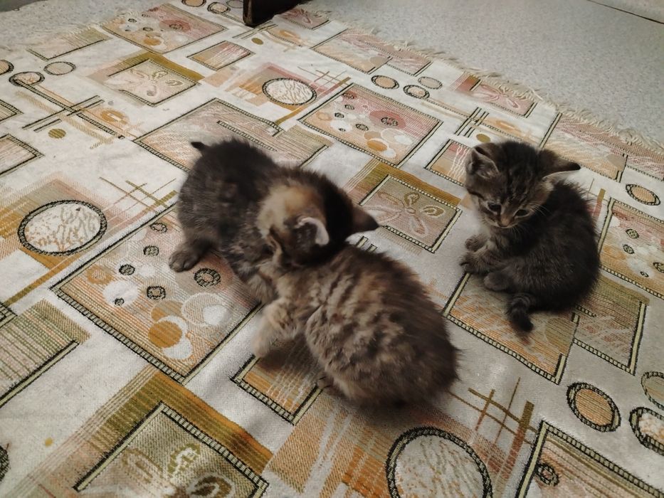 От дам в хорошие руки 3 кошечек