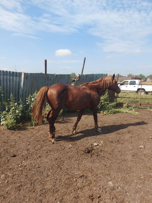 Продажа или обмен