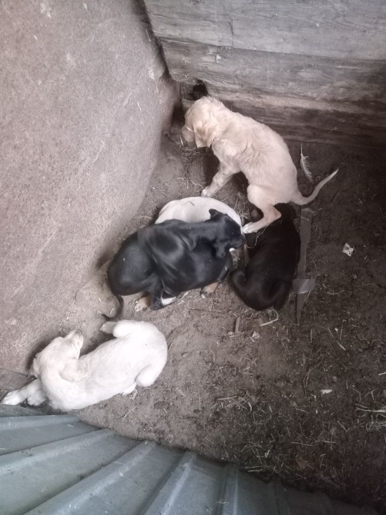 Щенки Тазы/ Тазы күшіктері