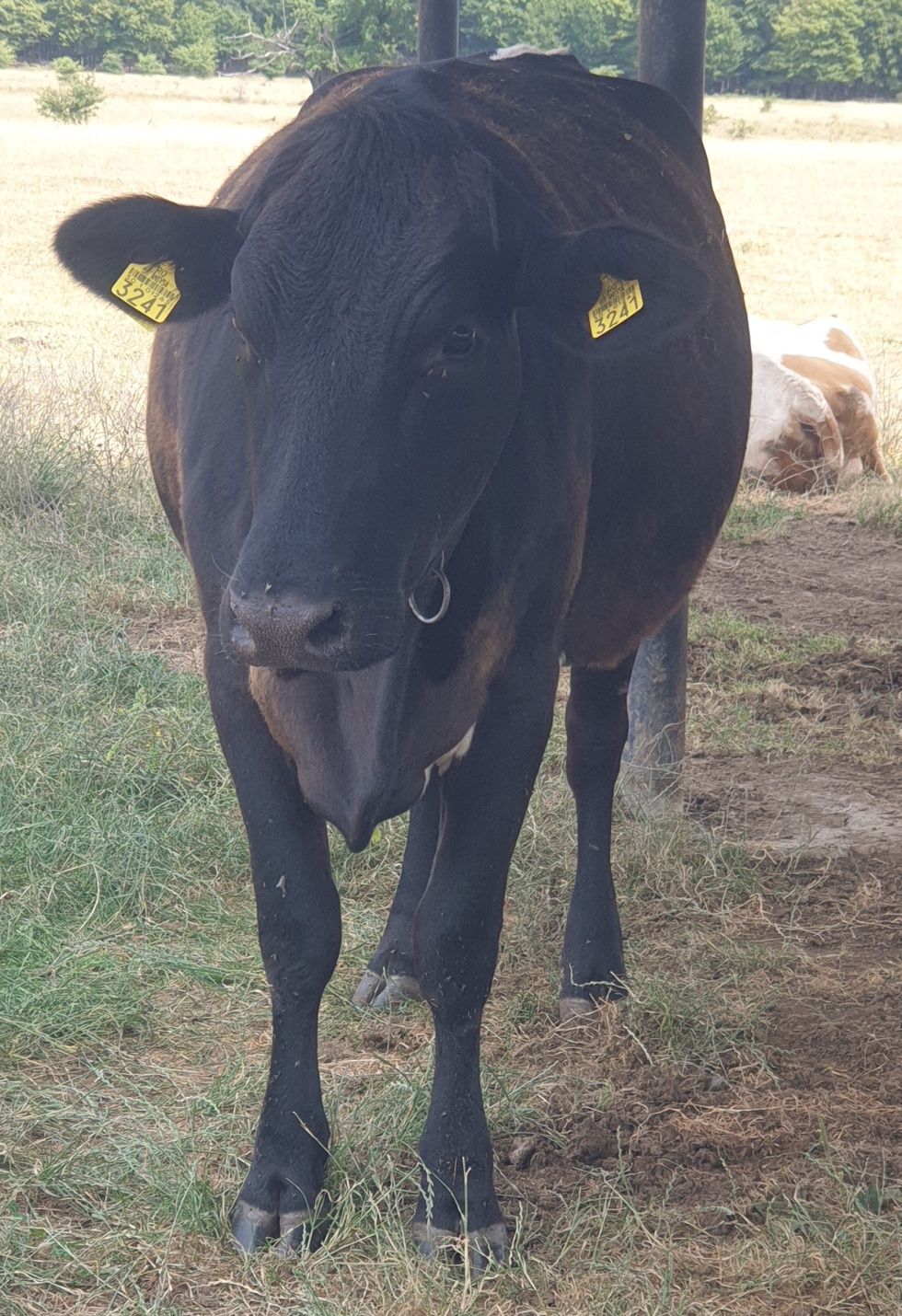 Vaca gestanta rasă Angust