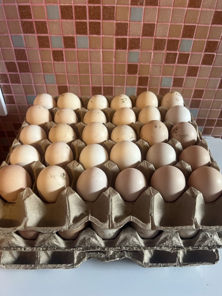 инкубационное яйцо домашнее, борковская барвистая