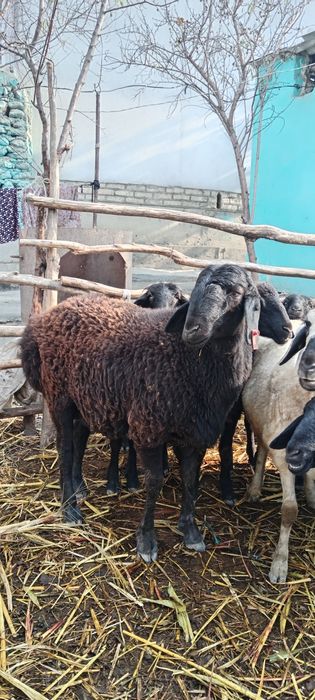 Quchqor sotlad yeb ichw zur