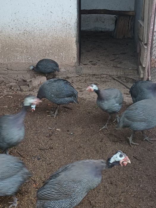 Bibilici de vânzare, preț 100 lei/bucata