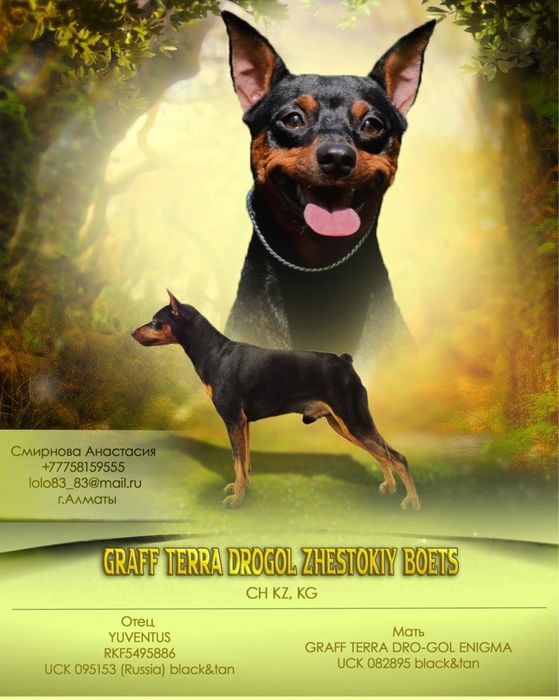 Цвергпинчер вязка